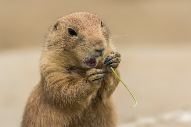 Free photo adorable  black-tailed prairie dog eating a plant