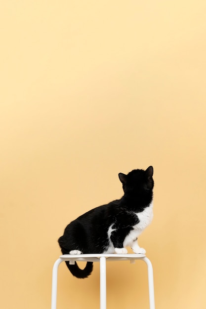 Free photo adorable black and white kitty with monochrome wall behind her