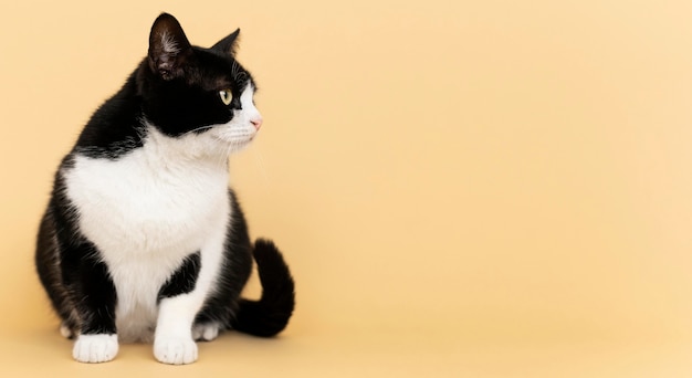 Free photo adorable black and white kitty with monochrome wall behind her