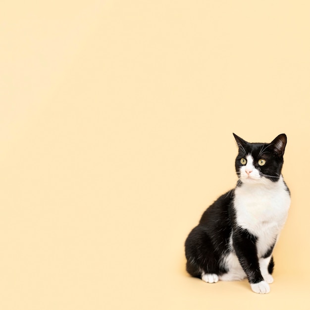 Free photo adorable black and white kitty with monochrome wall behind her