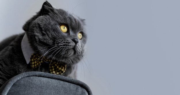 Free photo adorable british shorthair kitty with monochrome wall behind her