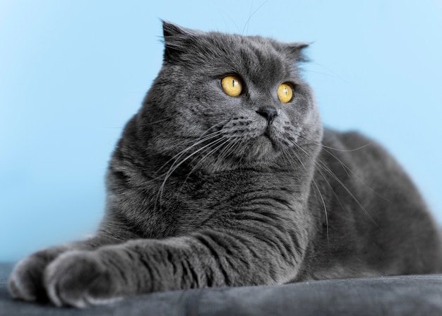 Adorable british shorthair kitty with monochrome wall behind her