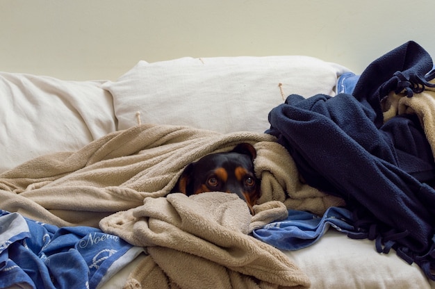 Free photo adorable brown dog covered in multiple blankets on the couch