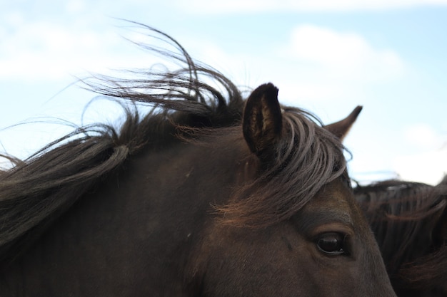 Adorable brown horses closeup