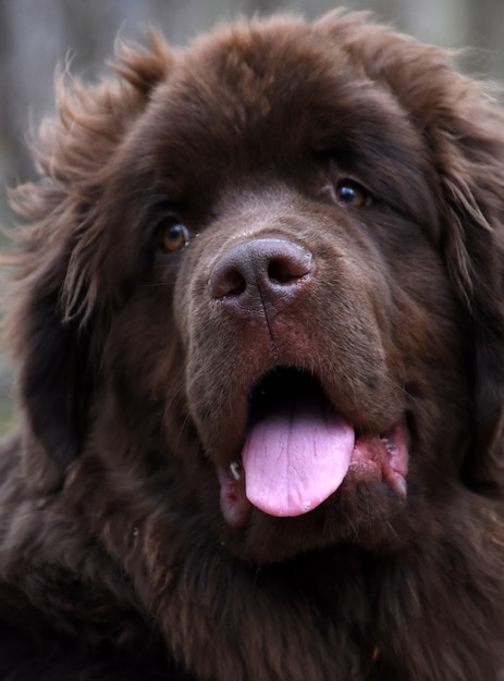 Adorable brown nose and a fluffy brown Newfoundland dog