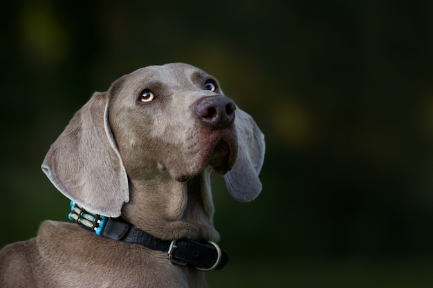 adorable brown Weimaraner dog