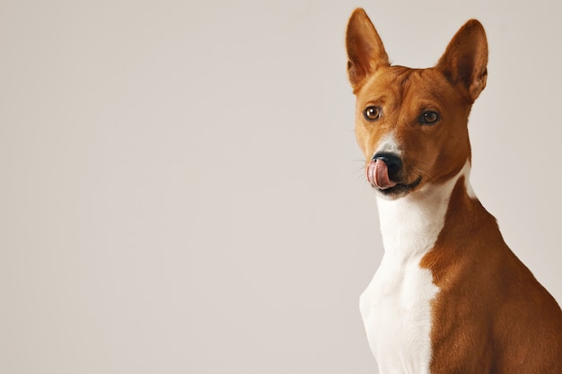 Adorable brown and white dog licking his nose, close up isolated on white