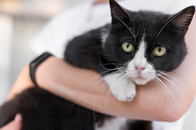 Adorable cat being held by someone