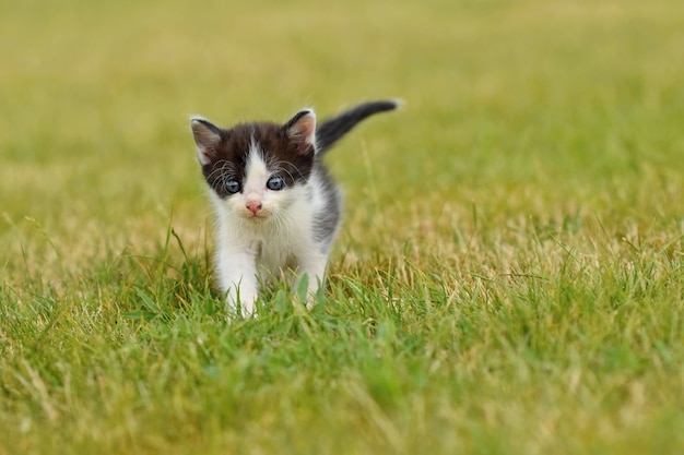 Free Photo adorable cat on the grass