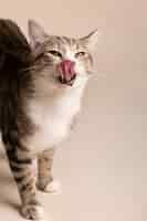 Free photo adorable cat licking its mouth after eating