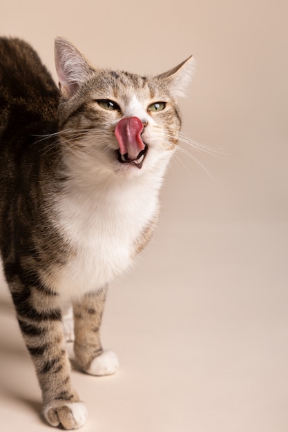 Free Photo adorable cat licking its mouth after eating