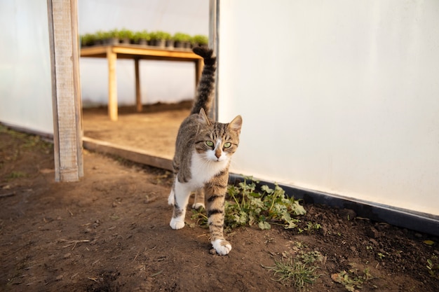 Free photo adorable cat roaming free at the farm