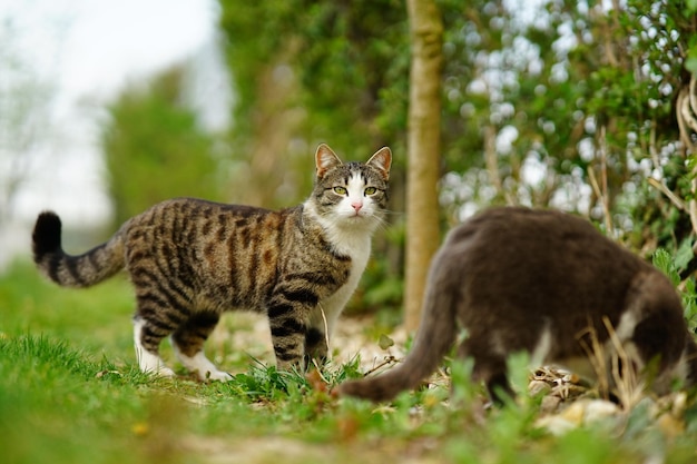 Adorable cats playing together in green grassy field at sunset