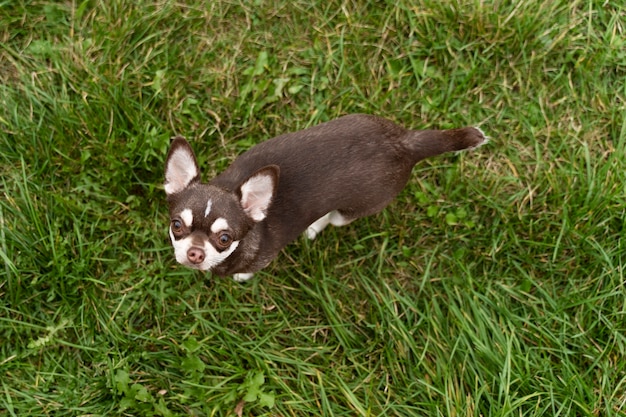 Free photo adorable chihuahua dog outside on the grass