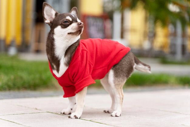 Adorable chihuahua dog outside on a walk