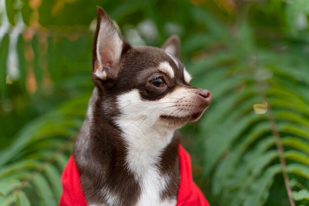 Adorable chihuahua dog outside on a walk