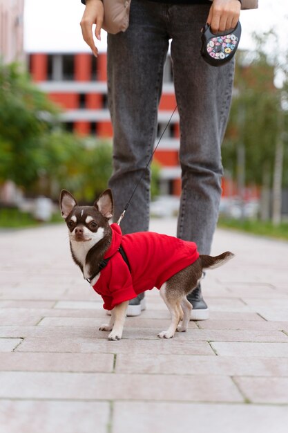 Adorable chihuahua dog outside on a walk