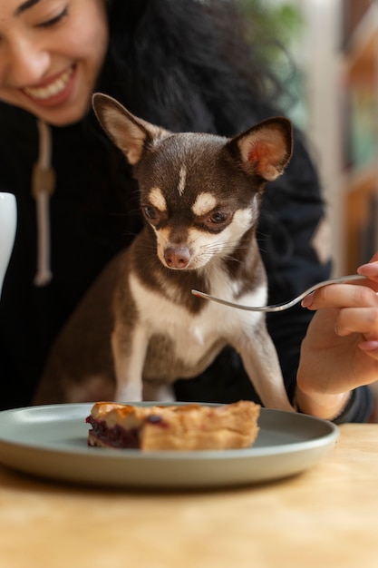 Adorable chihuahua dog with female owner