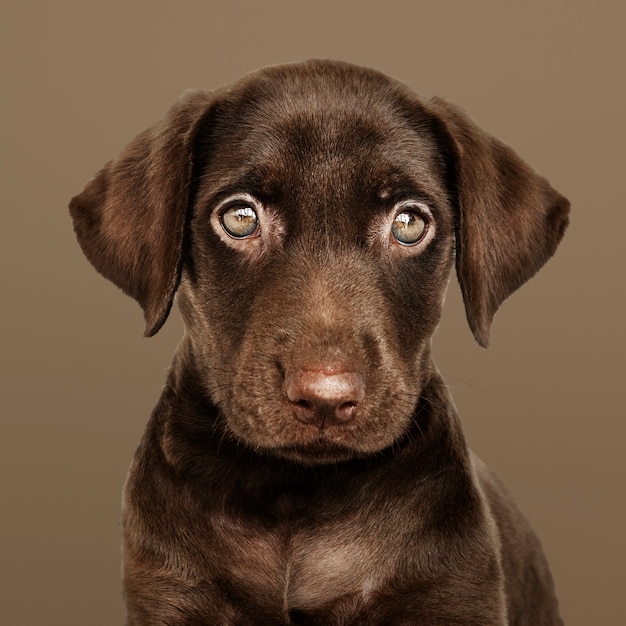 Free photo adorable chocolate labrador retriever portrait