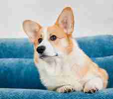 Free photo adorable corgi dog lying on blue couch