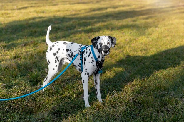 Free photo adorable dalmatian dog with muzzle outdoors