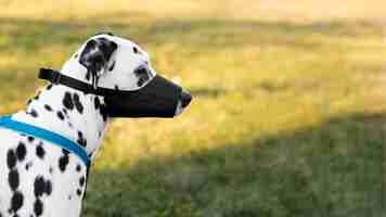 Free photo adorable dalmatian dog with muzzle outdoors