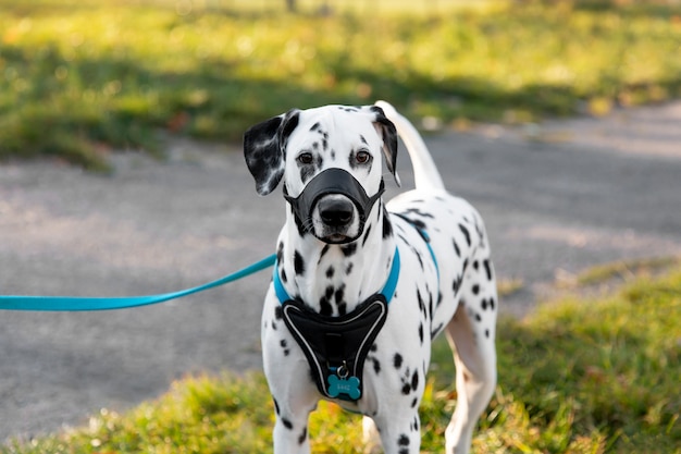 Free photo adorable dalmatian dog with muzzle outdoors