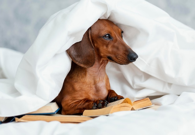 Free Photo adorable dog in bed with books