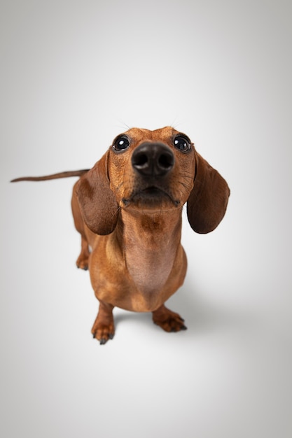 Free Photo adorable dog looking up in a studio