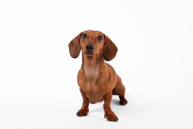 Adorable dog looking up in a studio