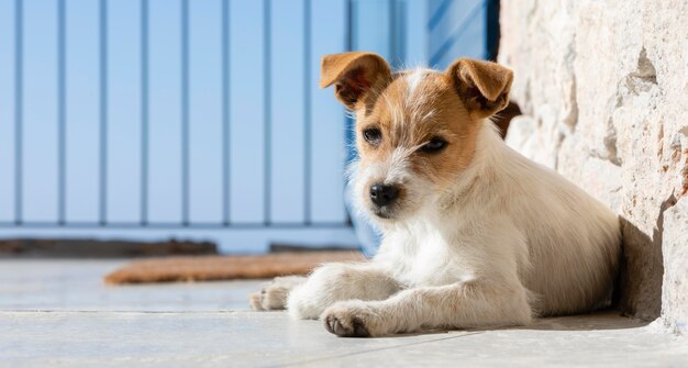 Adorable dog outdoors