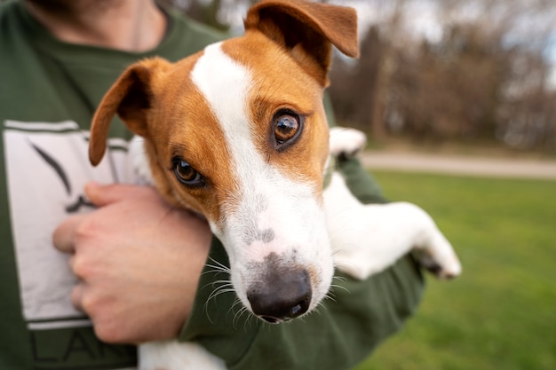 Adorable dog at the park in nature with owner