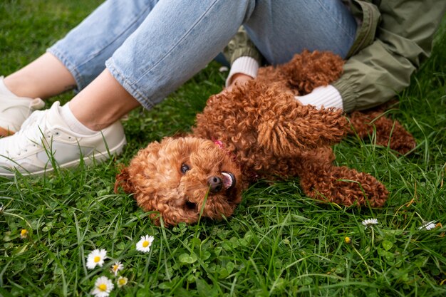 Free Photo adorable dog at the park in nature with owner