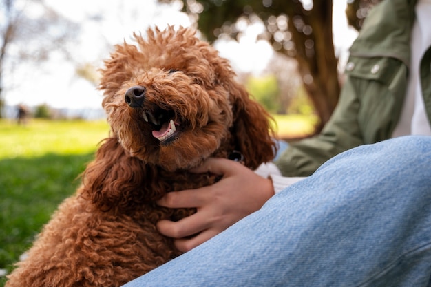 Free Photo adorable dog at the park in nature with owner