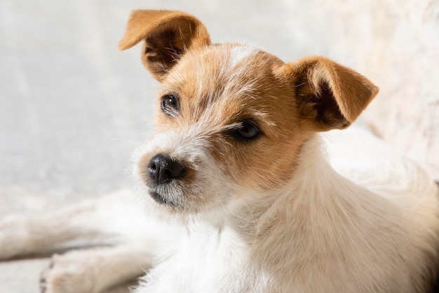 Adorable dog portrait high angle