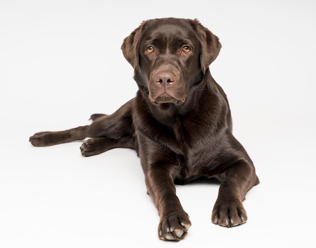 Free photo adorable dog posing with white background