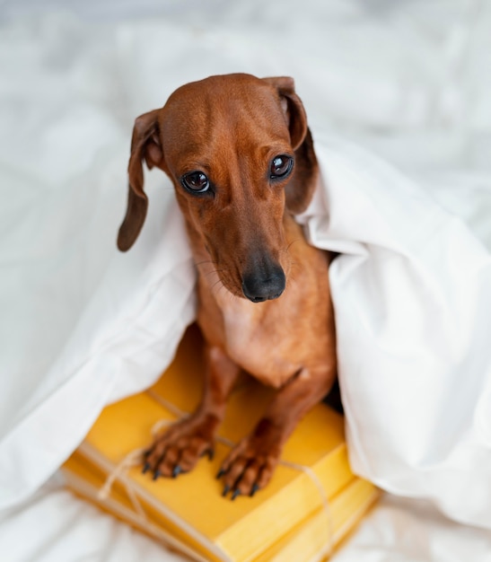 Free Photo adorable dog sitting on books