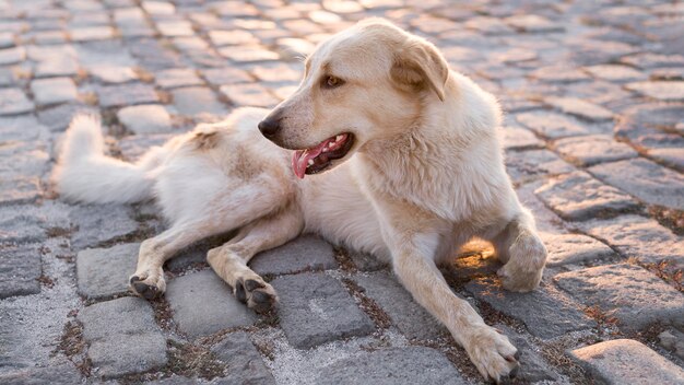 Adorable dog sitting on pavement outdoors