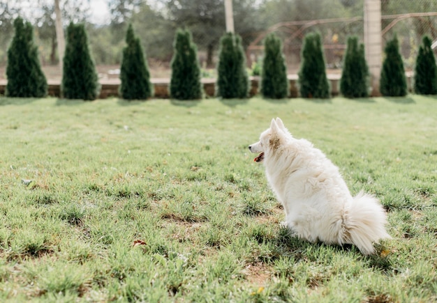 Free Photo adorable dog waiting for owner