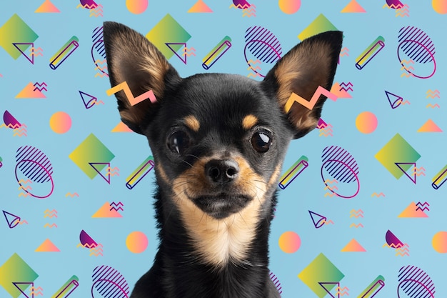 Adorable dog with abstract colorful graphic background