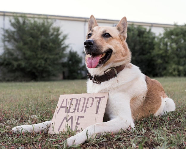 Adorable dog with adopt me banner