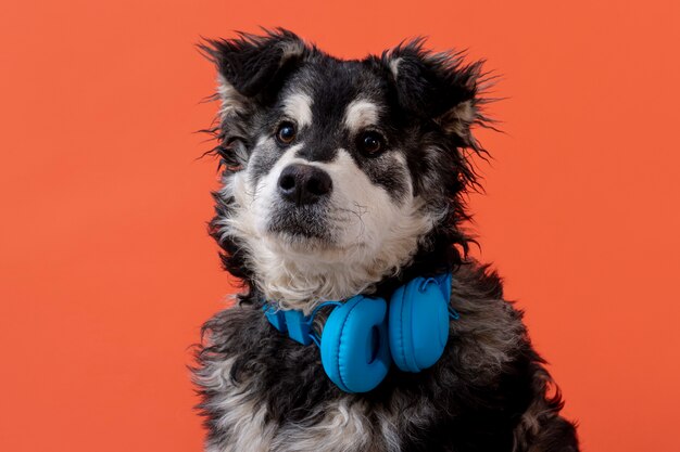 Adorable dog with headphones on neck