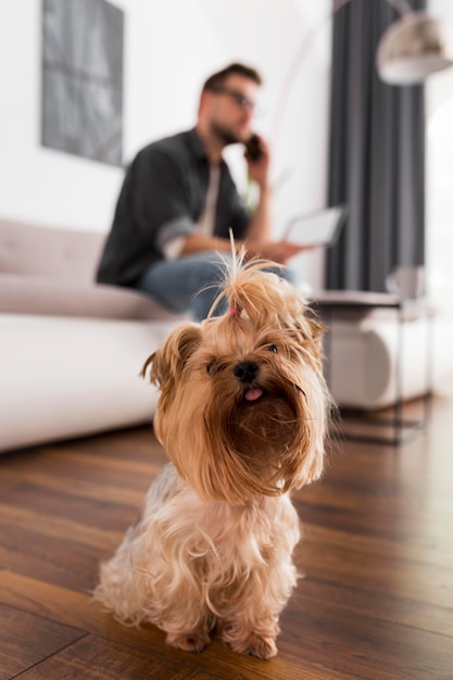 Adorable dog with owner behind