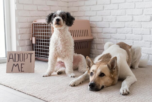 Adorable dogs near adopt me banner