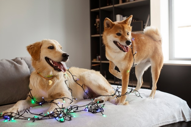 Free Photo adorable dogs with lights indoors