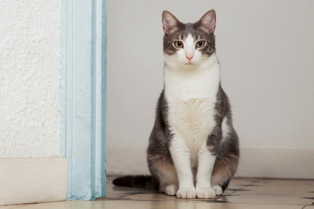 Adorable domestic kitty with copy space