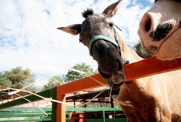 Adorable donkey outdoors at the farm