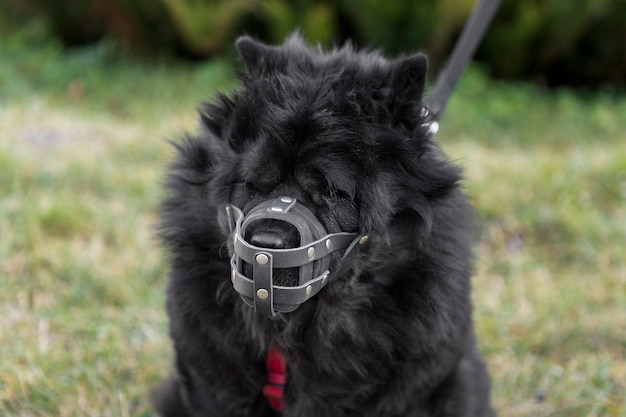 Adorable fluffy black dog with muzzle outdoors