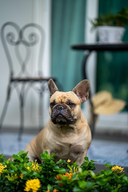 Adorable French bulldog in the garden of a house