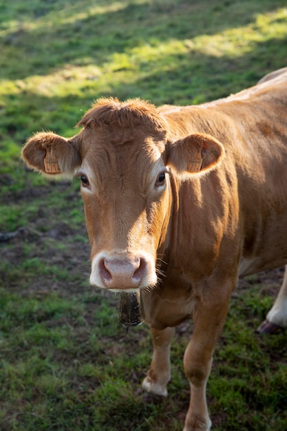 Adorable front view cow in nature